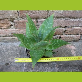 Aloe saponaria 30 cm, cactus, planta suculenta