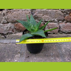 Aloe saponaria 20 cm, cactus, planta suculenta