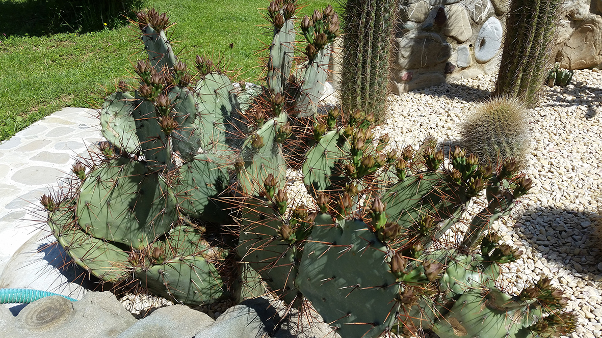 F152 Fioritura 2018 Opuntia paeacantha