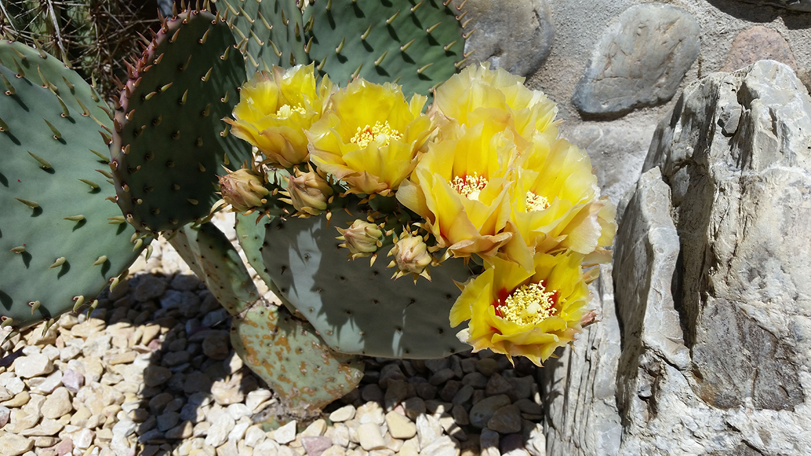 F155 Fioritura 2018 Opuntia violacea