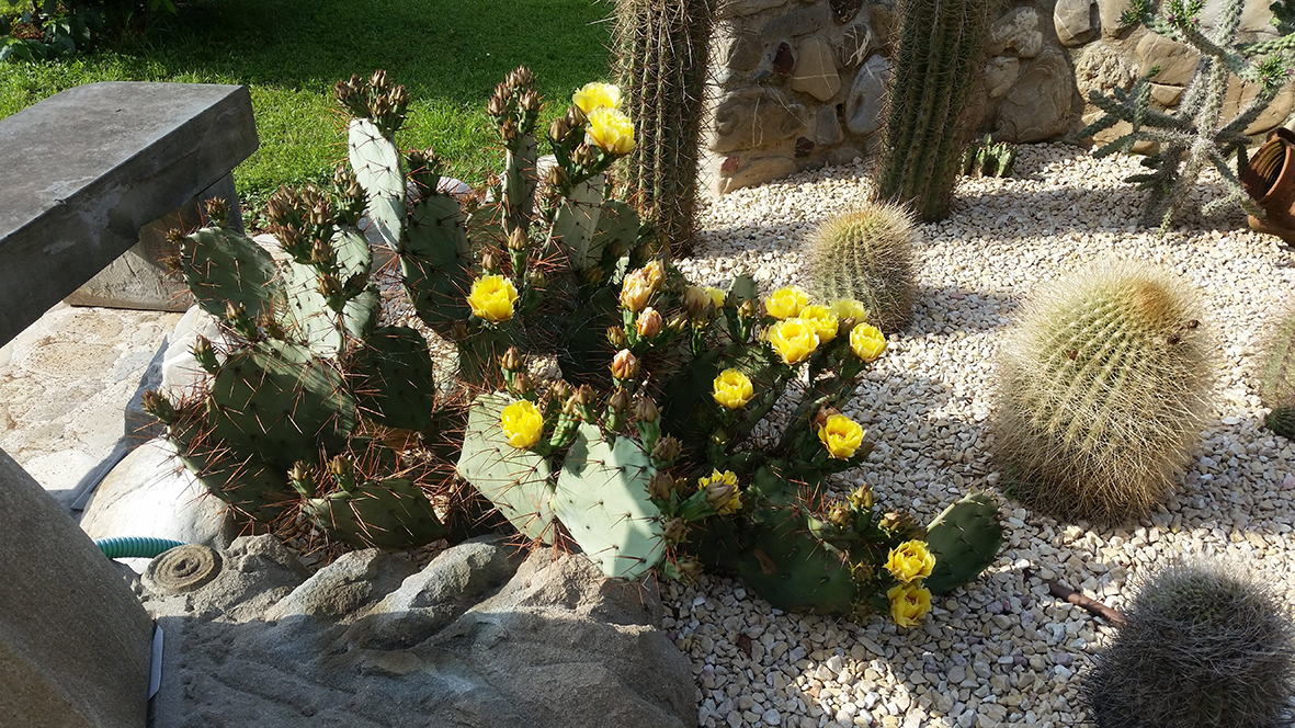 F160 Fioritura 2018 Opuntia paeacantha