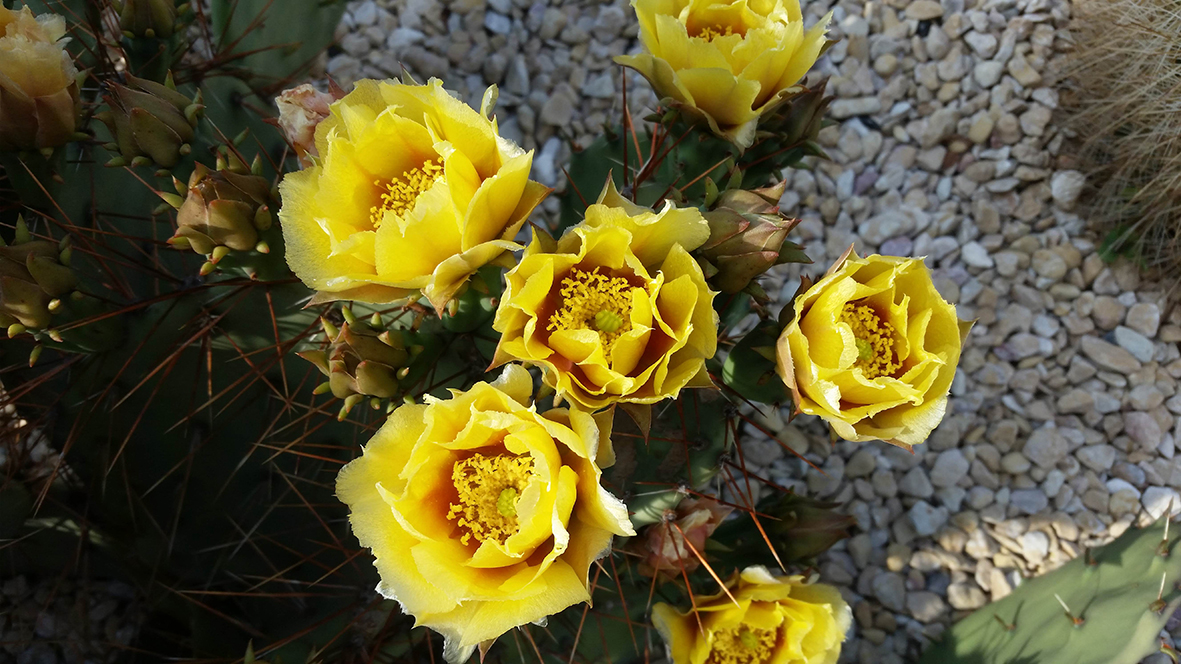 F161 Fioritura 2018 Opuntia paeacantha