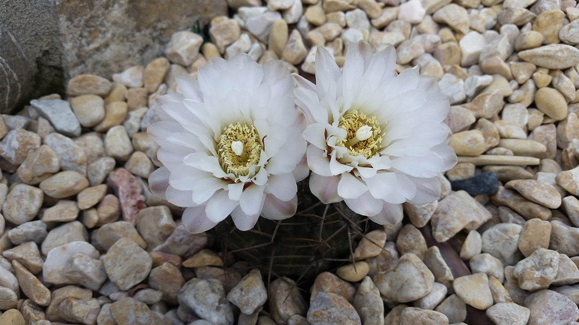 F162 Fioritura 2018 Gymnocalycium gibbosum