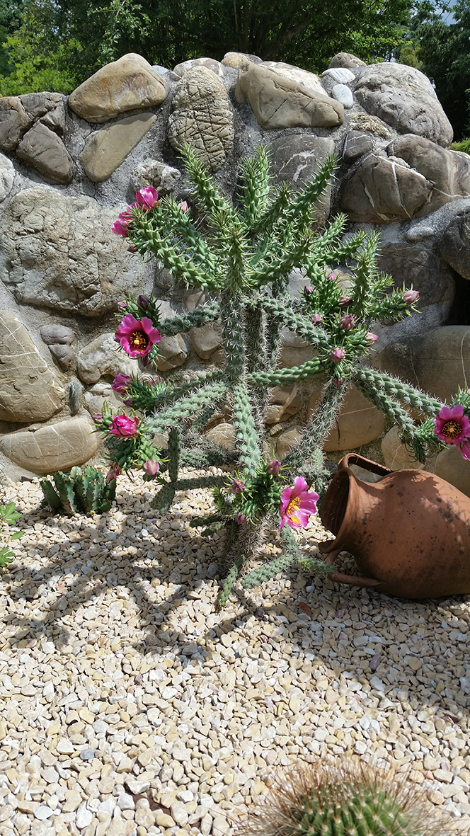 F169 Fioritura 2018 Cylindropuntia imbricata