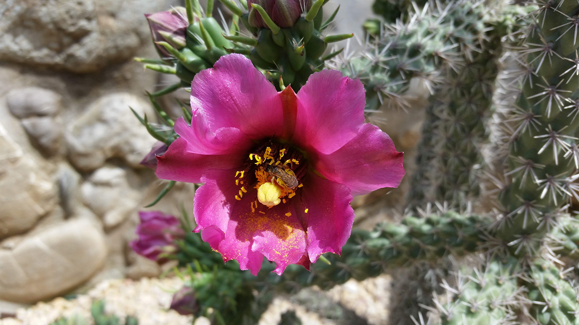 F170 Fioritura 2018 Cylindropuntia imbricata