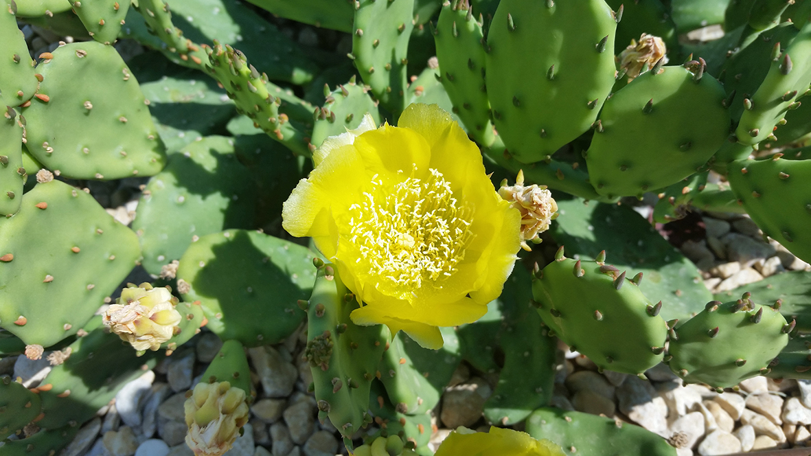 F174 Fioritura 2018 Opuntia humifusa