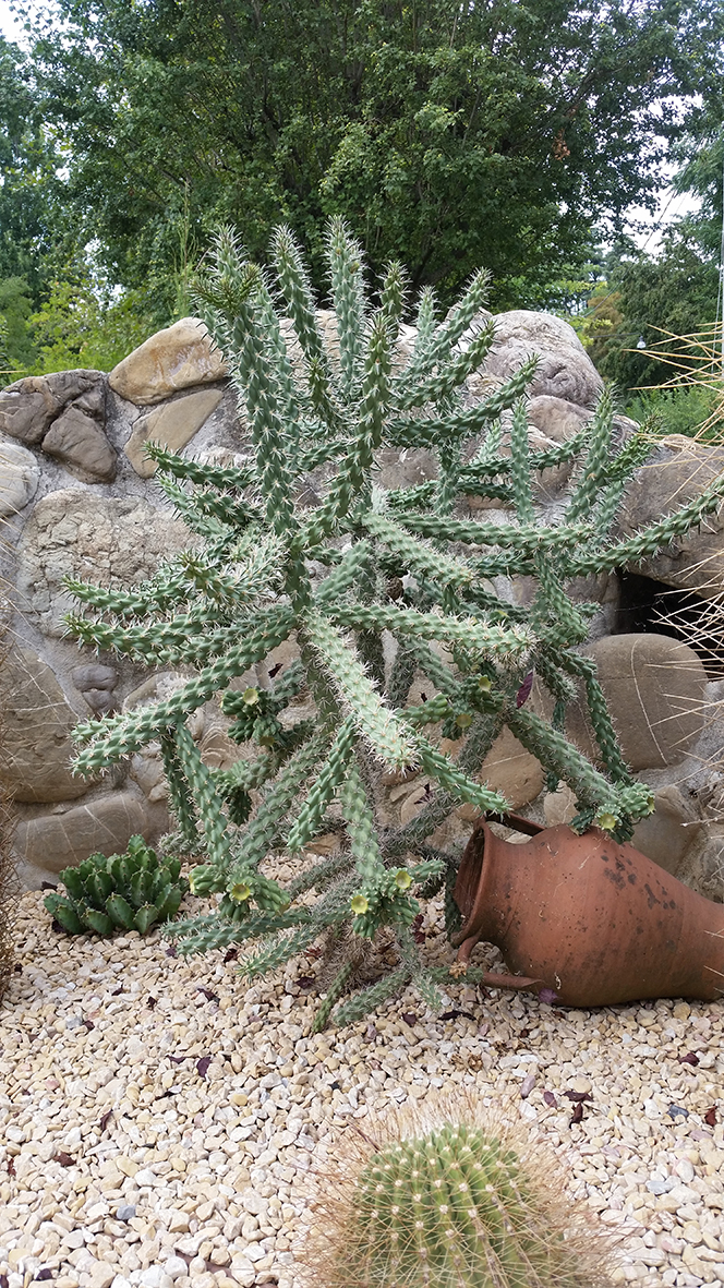 F178 Fioritura 2018 Cylindropuntia imbricata