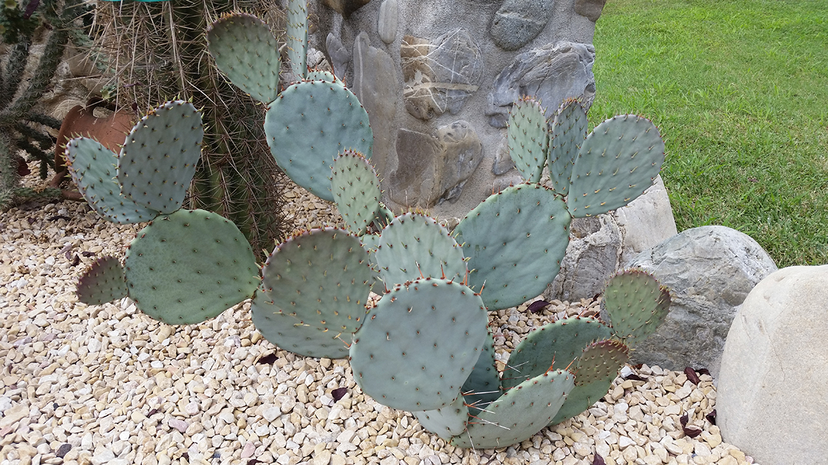 F179 Fioritura 2018 Opuntia violacea