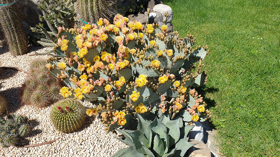 F245 Fioritura 2021 Opuntia violacea