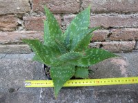 Aloe saponaria 30 cm, cactus, pianta grassa