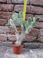 Opuntia microdasys var. albata 25 cm, cactus, pianta grassa