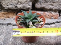 Haworthia venosa subsp. tessellata caespitosa 4 cm, cactus, pianta grassa