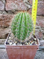 Trichocereus grandiflorus hybrid. spina corta fiore bianco 10 cm, cactus, pianta grassa