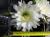 Trichocereus pachanoi 100 cm, cactus, pianta grassa