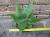 Aloe saponaria 30 cm, cactus, pianta grassa