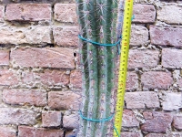 Trichocereus grandiflorus hybrid. spina lunga fiore bianco 50 cm, cactus, pianta grassa Trichocereus grandiflorus hybrid. spina lunga fiore bianco 50 cm, cactus, pianta grassa
